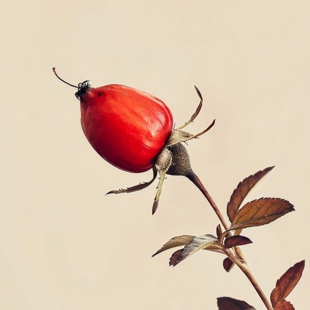 Vita Rosa Skin Brightening Rosehip Oil