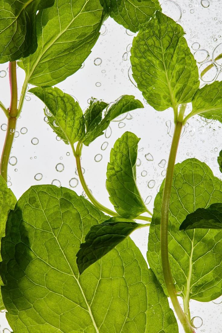 Japanese Mint